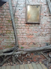 Ficus natalensis, photograph (c) Margaret Burger, some rights reserved (CC BY-SA)