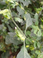 Dicliptera heterostegia, photograph (c) Margaret Burger, some rights reserved (CC BY-SA)
