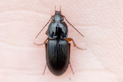 Pterostichus commutabilis