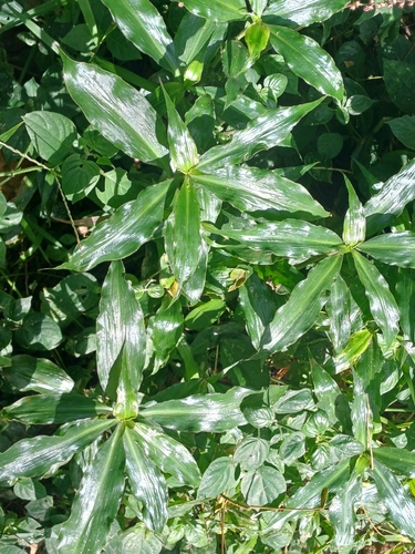 Coleotrype natalensis