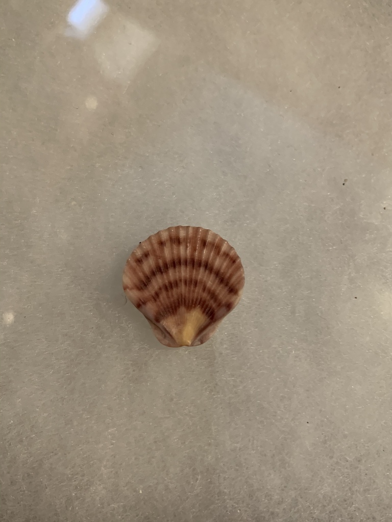 round-rib scallop