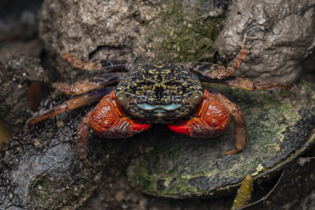 Face Banded Mangrove Crab