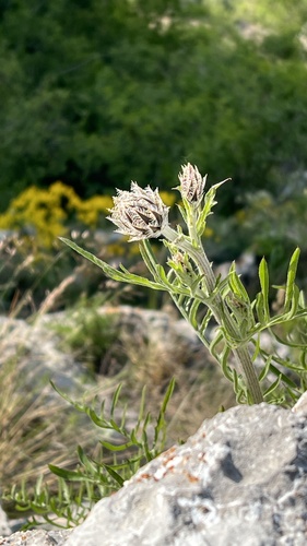 Centaurea calocephala, photograph 4