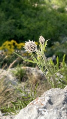 Centaurea calocephala, photograph (c) Conrad Altmann, some rights reserved (CC BY)