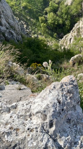 Centaurea calocephala, photograph 5