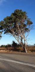 Eucalyptus fasciculosa