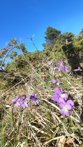 Viola bertolonii
