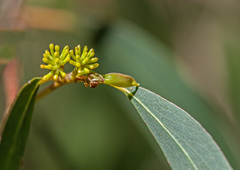 Eucalyptus radiata radiata
