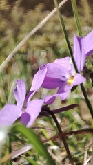 Viola bertolonii, photograph author not stated, no rights reserved