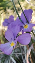 Viola bertolonii, photograph author not stated, no rights reserved