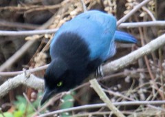 Cyanocorax melanocyaneus