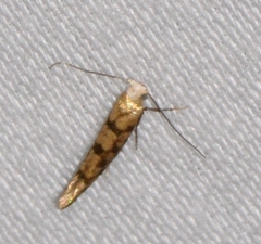 Argyresthia alternatella