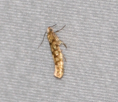 Argyresthia alternatella