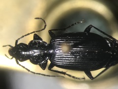 Platynus cincticollis