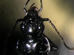 Platynus cincticollis