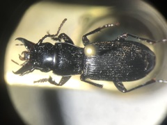 Pterostichus rostratus