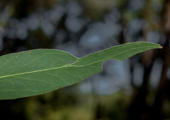 Eucalyptus radiata radiata
