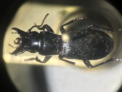 Pterostichus rostratus