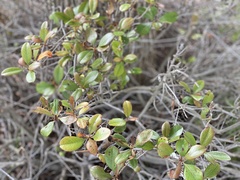 Photinia × fraseri