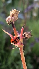 Harmonia axyridis