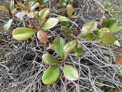 Photinia × fraseri