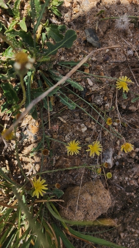 Launaea nudicaulis
