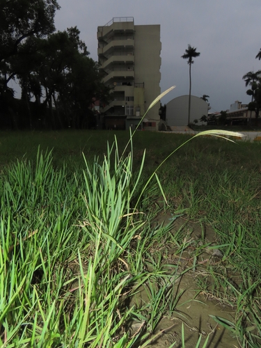 Chloris radiata observed 2026-05-01
