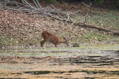 Odocoileus virginianus