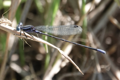 Argia pulla