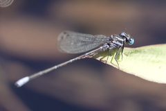 Argia pulla