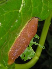 Dendrolimax parensis