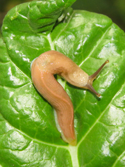 Dendrolimax parensis