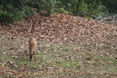 Odocoileus virginianus