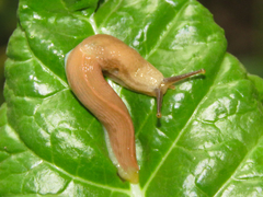 Dendrolimax parensis
