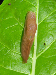 Dendrolimax parensis