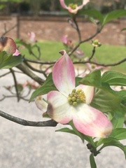 Cornus florida rubra