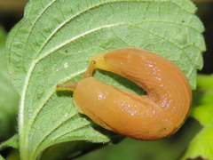 Dendrolimax parensis
