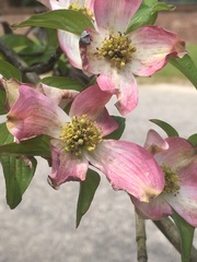 Cornus florida rubra