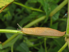 Dendrolimax parensis