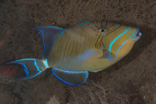 Balistes vetula