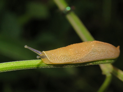 Dendrolimax parensis