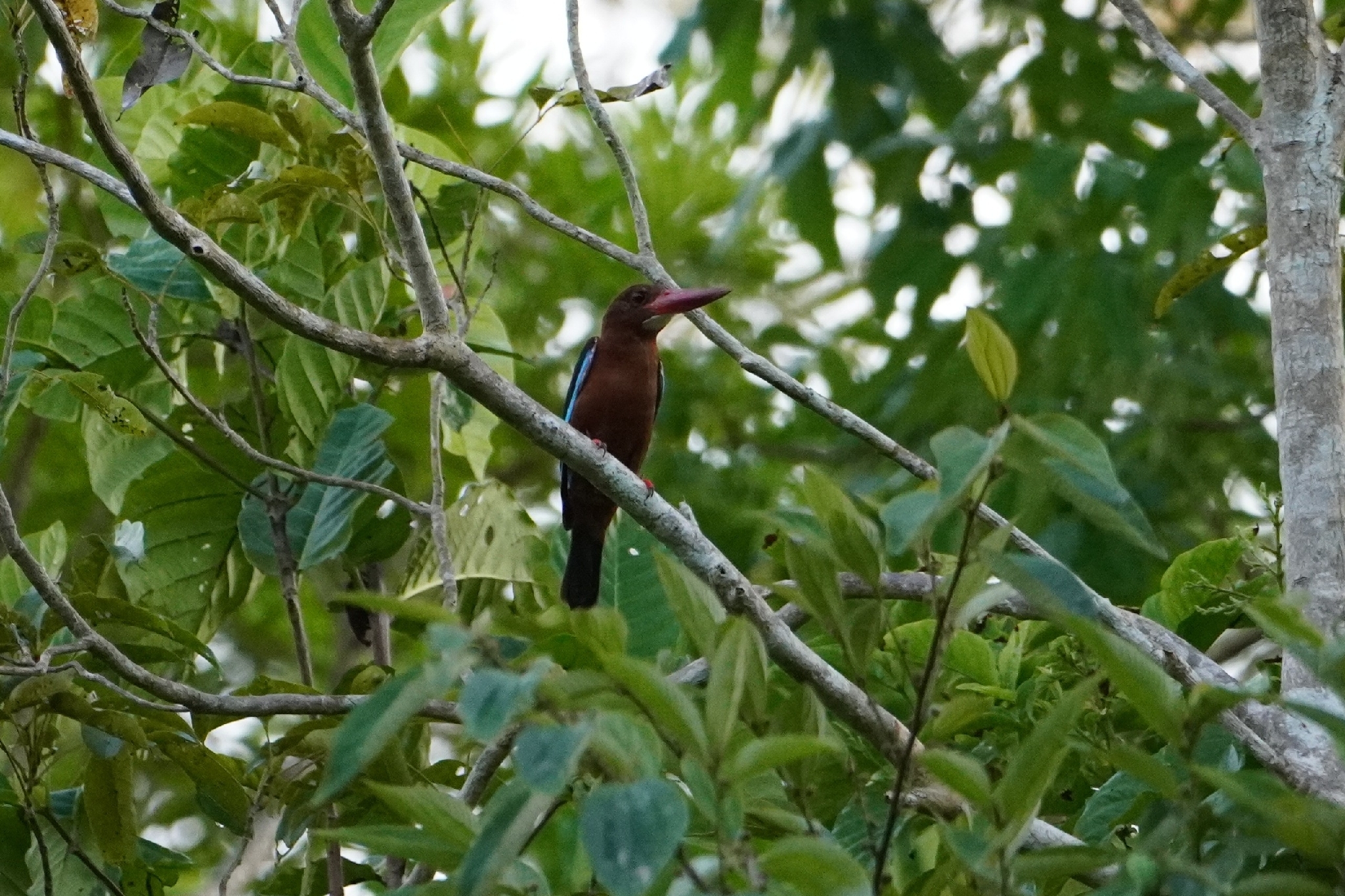 Brown-breasted Kingfisher (Halcyon gularis), photo 4