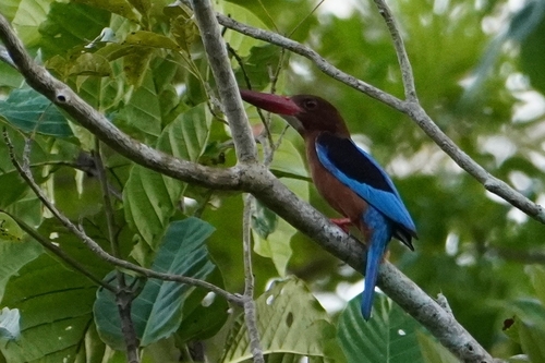 Brown-breasted Kingfisher (Halcyon gularis), photo 5