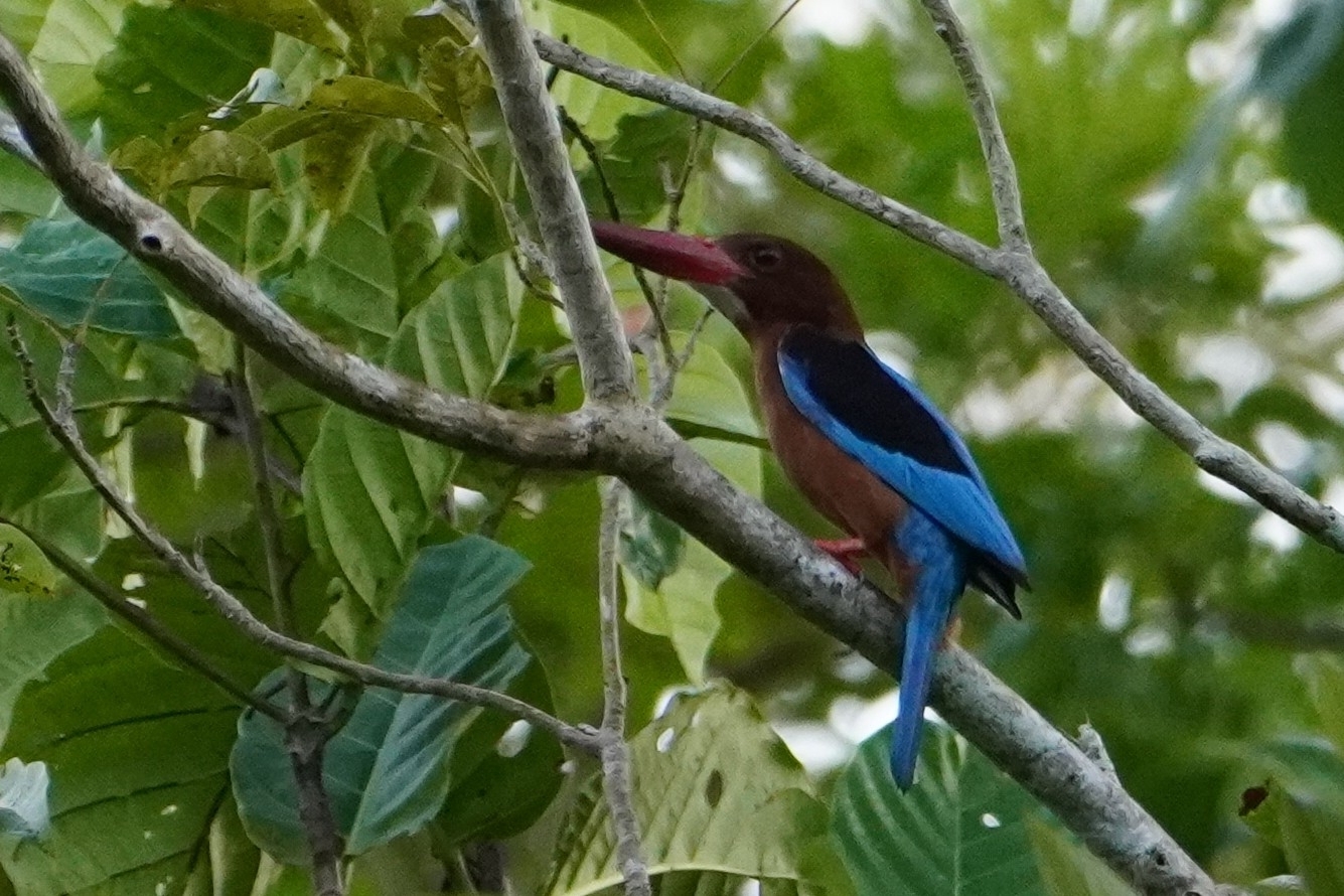 Brown-breasted Kingfisher (Halcyon gularis), photo 5