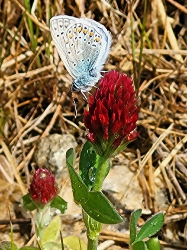 Common Blue