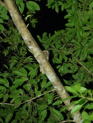 Philippine Frogmouth (Batrachostomus septimus)