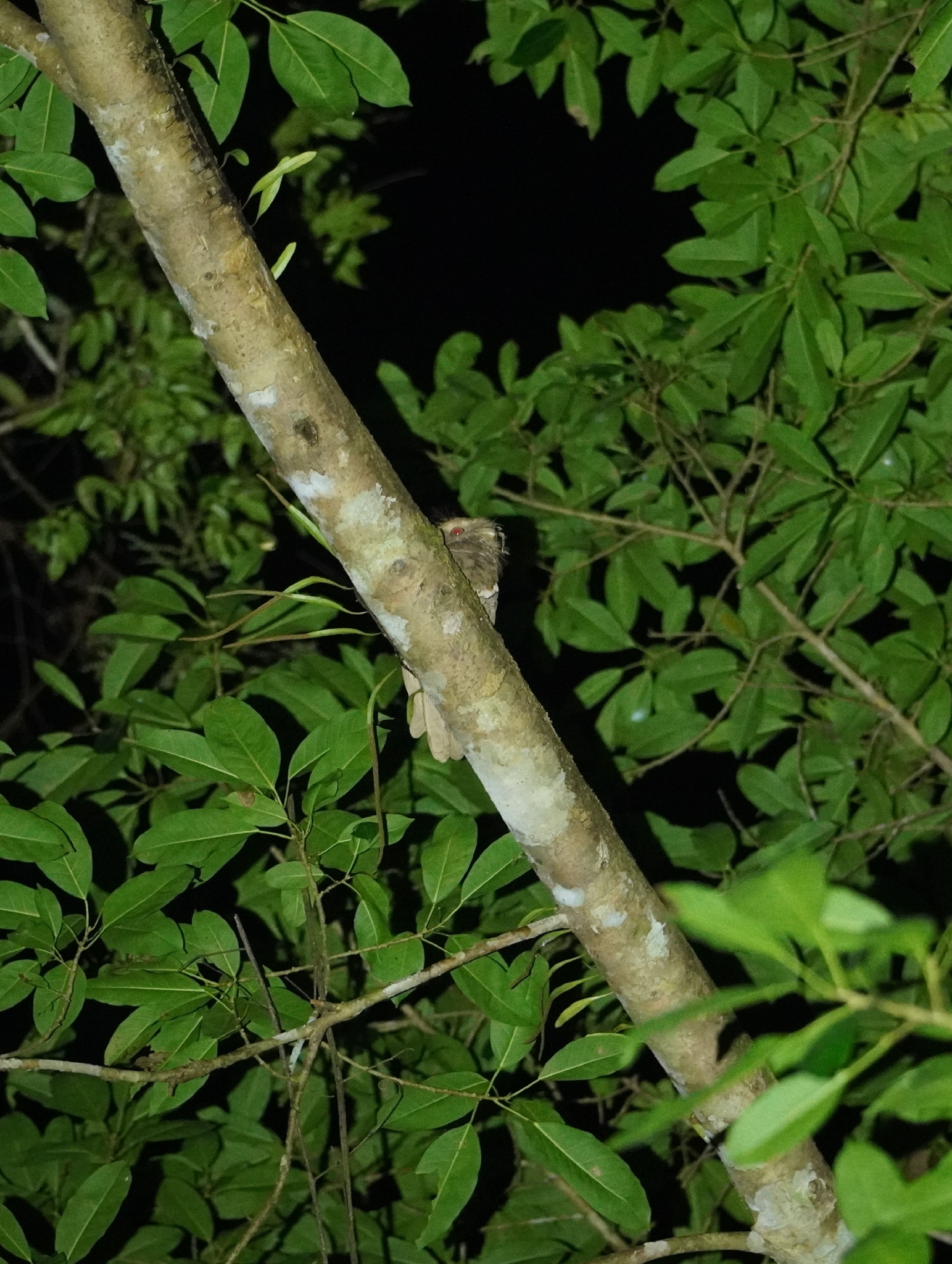 Philippine Frogmouth (Batrachostomus septimus), photo 1