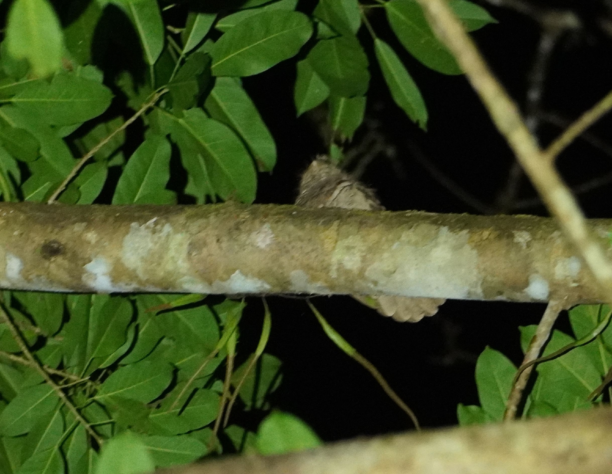 Philippine Frogmouth (Batrachostomus septimus), photo 2
