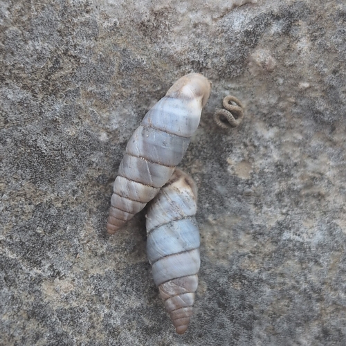 Solatopupa similis