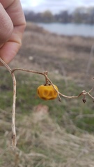 Solanum carolinense